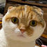 CMbsX3OxpPc-channel-avatar-おこげちゃんねる。
