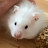 @Elisahamster Avatar