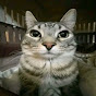 Funny Catlos Avatar