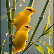 Canary ASMR