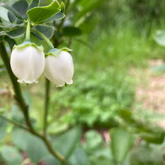 Chi-chi Zangenehpour