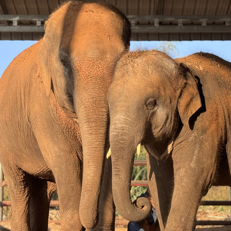 พังโมเมย์ พลายนะโม Namo Elephant Surin