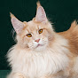 Greek Garden Maine Coons logo