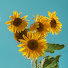 b3jYSPqH8AQ-channel-avatar-Sunscreen Studies