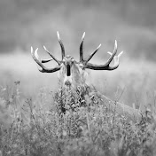 WildLove