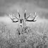 c8PgoJexbp4-channel-avatar-WildLove