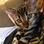 Belle Ami Bengals & Ragdolls - @belleamibengals - Youtube