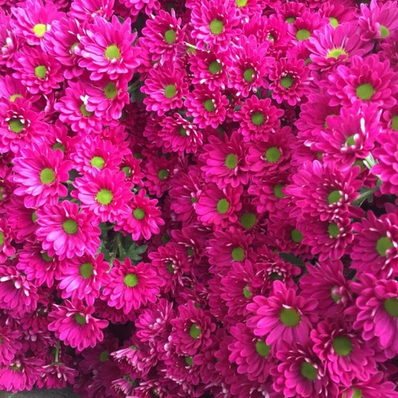Hortibook
