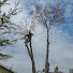 bRqZcYmmRdI-channel-avatar-Miller's Landscaping & Tree Service