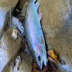 TNT PNW Fishing