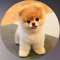 Cute_Puppy