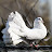 Pigeons Lover Subha