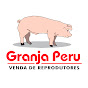 Suínos Granja Peru