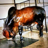 Biggest Bulls Of Bangladesh profile image