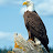 @khalel010.