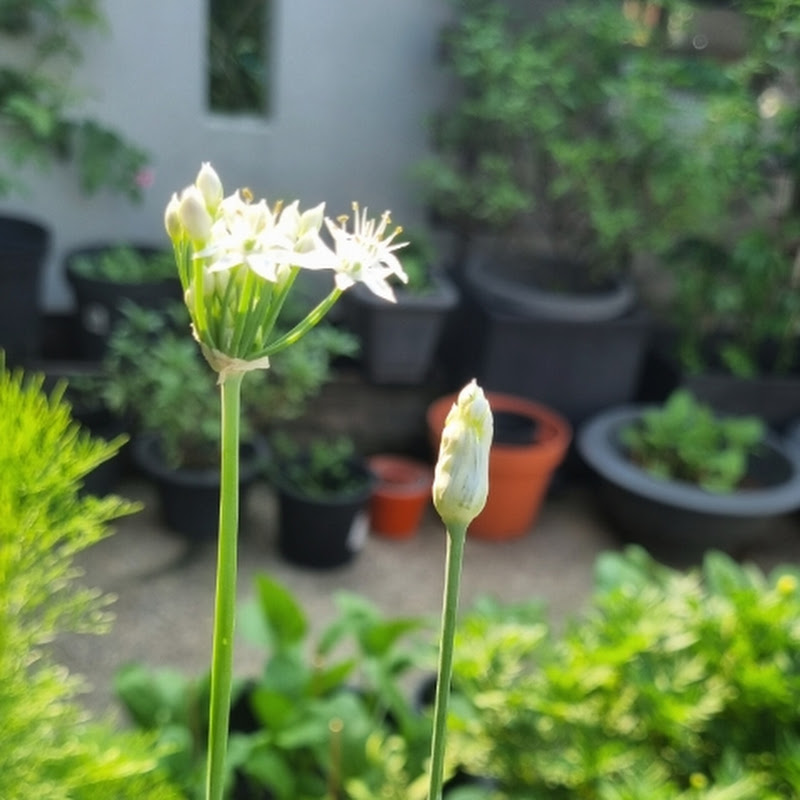 PLANTING SMILES & GREENS