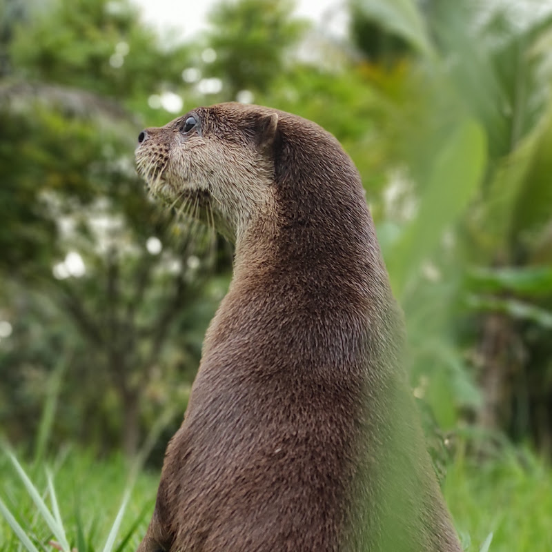 OXIM OTTER