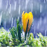 athv-_H5xrQ-channel-avatar-Rain Symphony