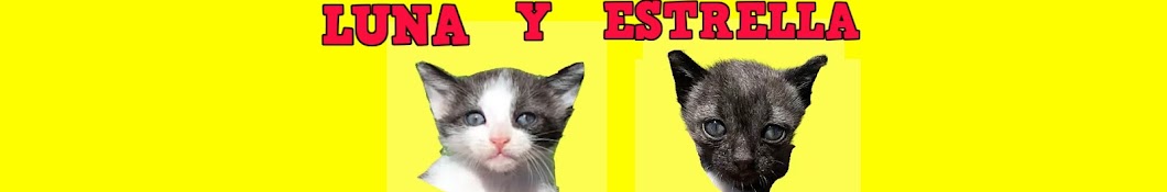 Mis gatitos bebÃ©s Luna y Estrella Avatar de chaîne YouTube