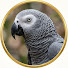 Hj4nkBm58pA-channel-avatar-インコの映画解説