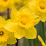 24zOrmNo_LU-channel-avatar-Remmuana Chawngthu Daffodils