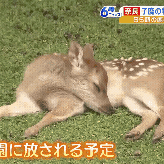 鹿様　リクエスト品 YouTube