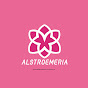ALSTROEMERIA - Topic