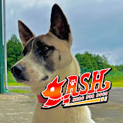 ZASH~プロが人見知り保護犬を育てたら~