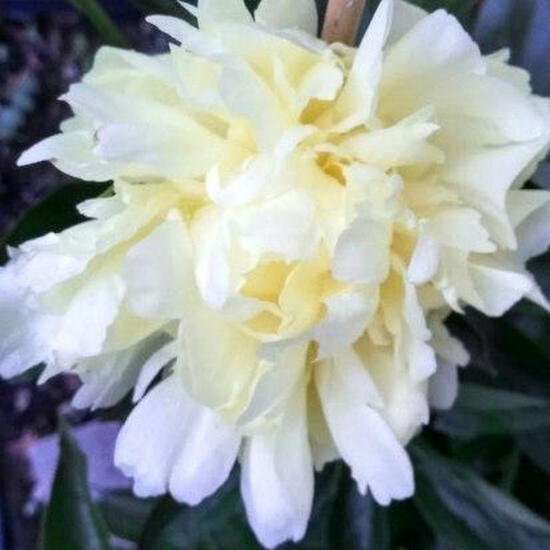 楊錫鏘牧師 (楊E) 講道 Logo