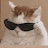 @재벌냥이2세
