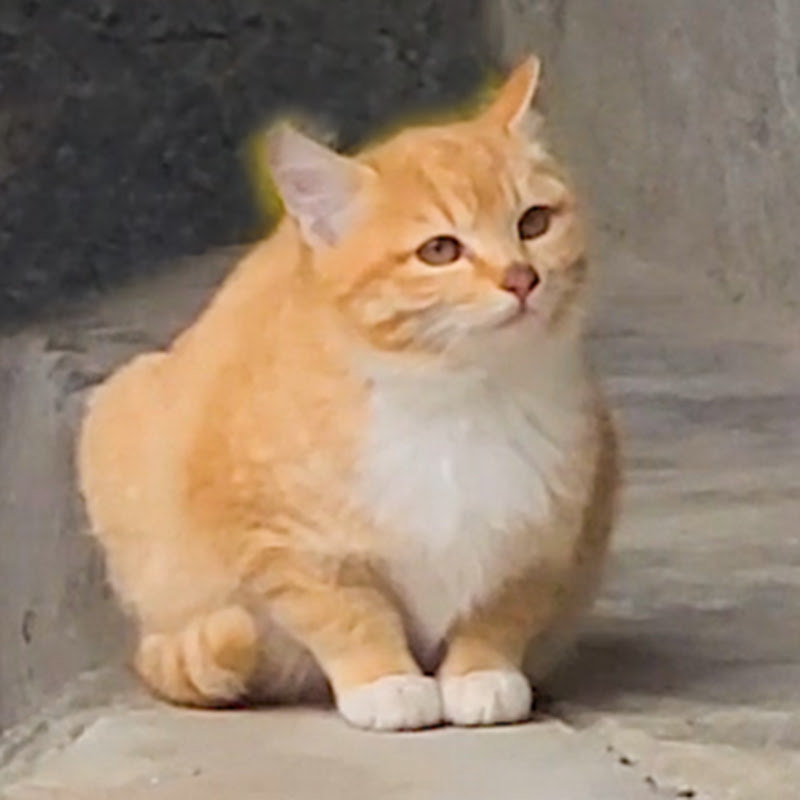 시골남자 Countrykorean