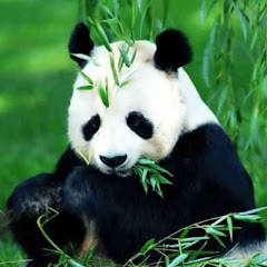 谍战剧场アイコン画像