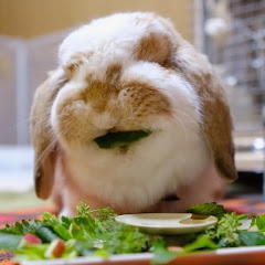 フレンチロップのがじゅまるTV【うさぎ】