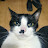 Avatar de @migatoxd