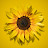 @mrbenn456 Avatar