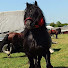 qHr3u6kXx8g-channel-avatar-Hilton Horses Percheron 