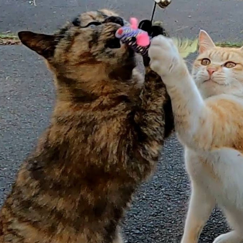 釣り猫　fishing and cats