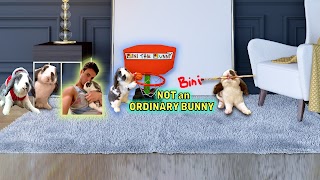 «Bini the Bunny» youtube banner
