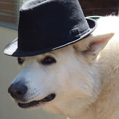 dogeat