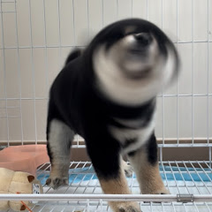 虾皮Kurobiアイコン画像