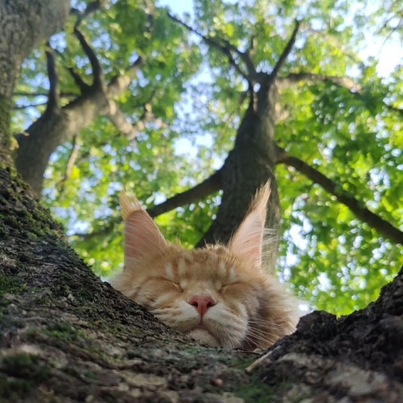 HugTree icon