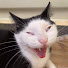 UmEstQx2lYw-channel-avatar-Silly Cats mp4