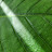 @leaf-c1t리프