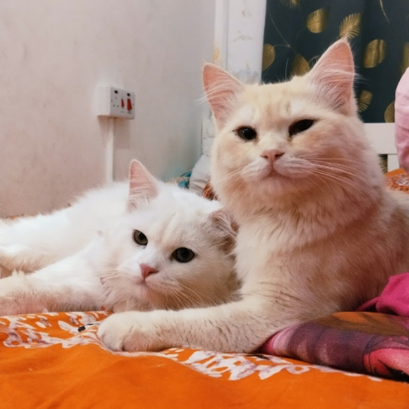 Jimu & Nimu's lazy home