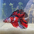 9L15xgHZD7g-channel-avatar-Aquarium Live Stream 4U