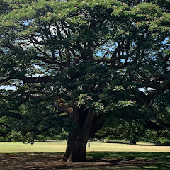 孫ゴチョンのアイコン