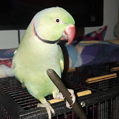 Kiwi's Crochet Corner