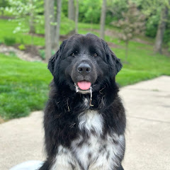 Daisy The Newfie net worth