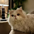 PcPrl_Wvqa8-channel-avatar-PawParables