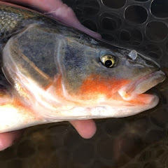 CnF fishing